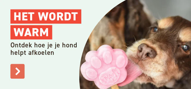 hitte