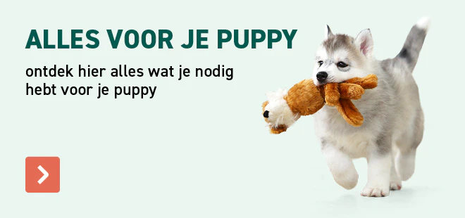 Puppy