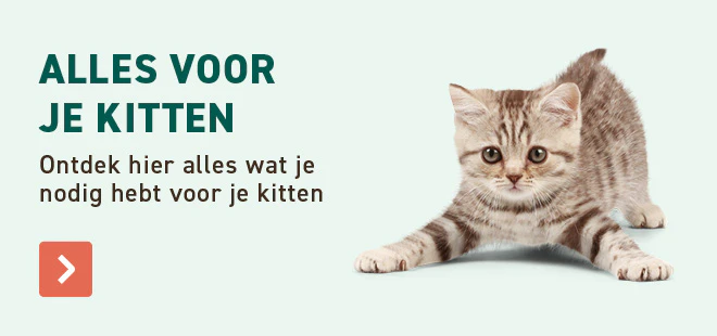 Kitten
