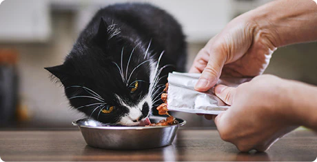 Nourriture pour chats