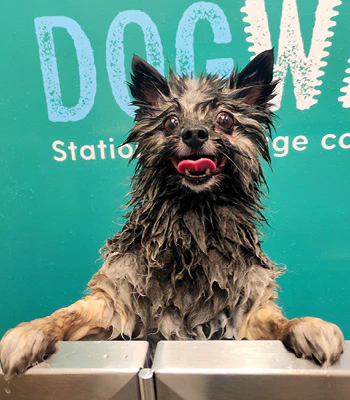 Dogwash
