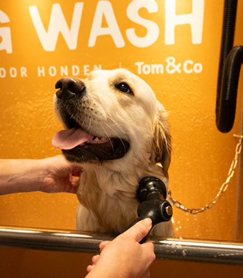 Dogwash