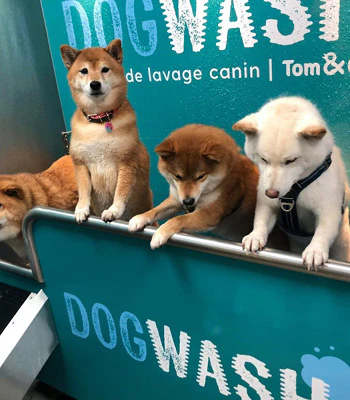 Dogwash