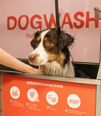 Chien dans le dogwash