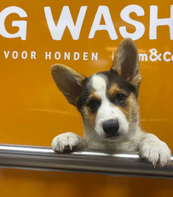 Dogwash