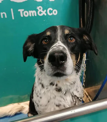 Dogwash
