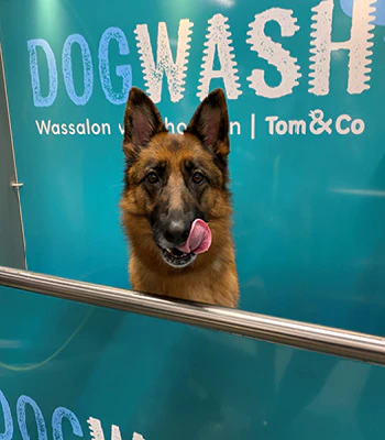 Dogwash