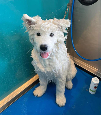Dogwash
