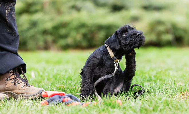 Laver un chien avec des puces