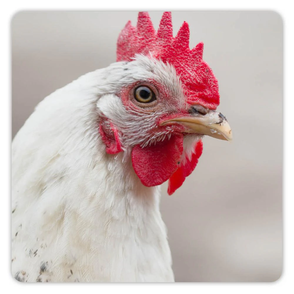 Poules