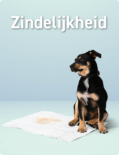 Zindelijkheid puppy
