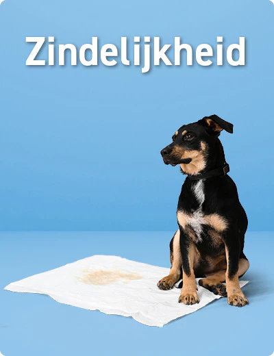 Zindelijkheid puppy