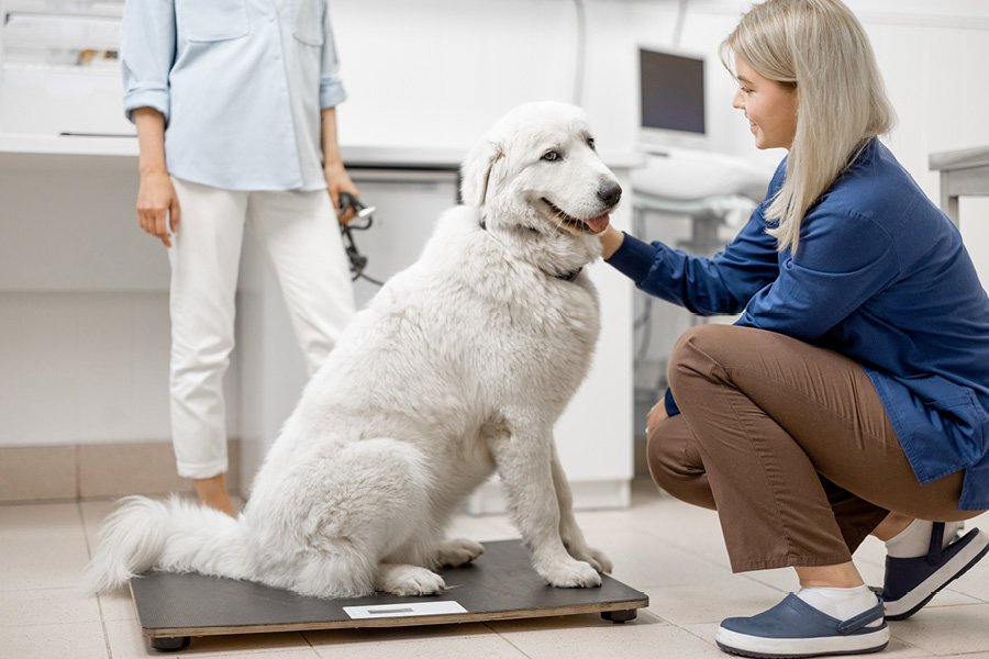 Wat is een vlooienallergie en hoe herken je het?