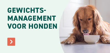 Start van de lente hond