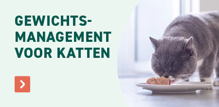 Start van de lente kat