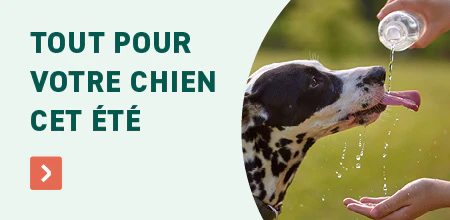 L'&eacute;t&eacute; chien