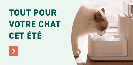 L'&eacute;t&eacute; chat
