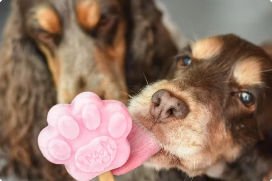 Ijsjes voor honden