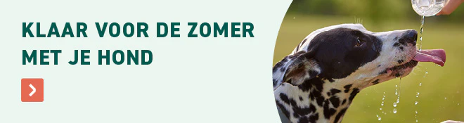 Zomer hond
