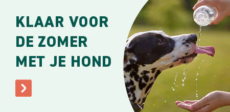 Zomer hond
