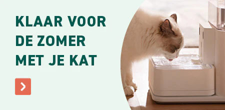 Zomer kat