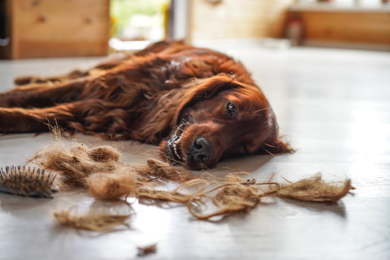 Chien à poils longs étendu avec poils perdus et brosse, montre la période de mue.