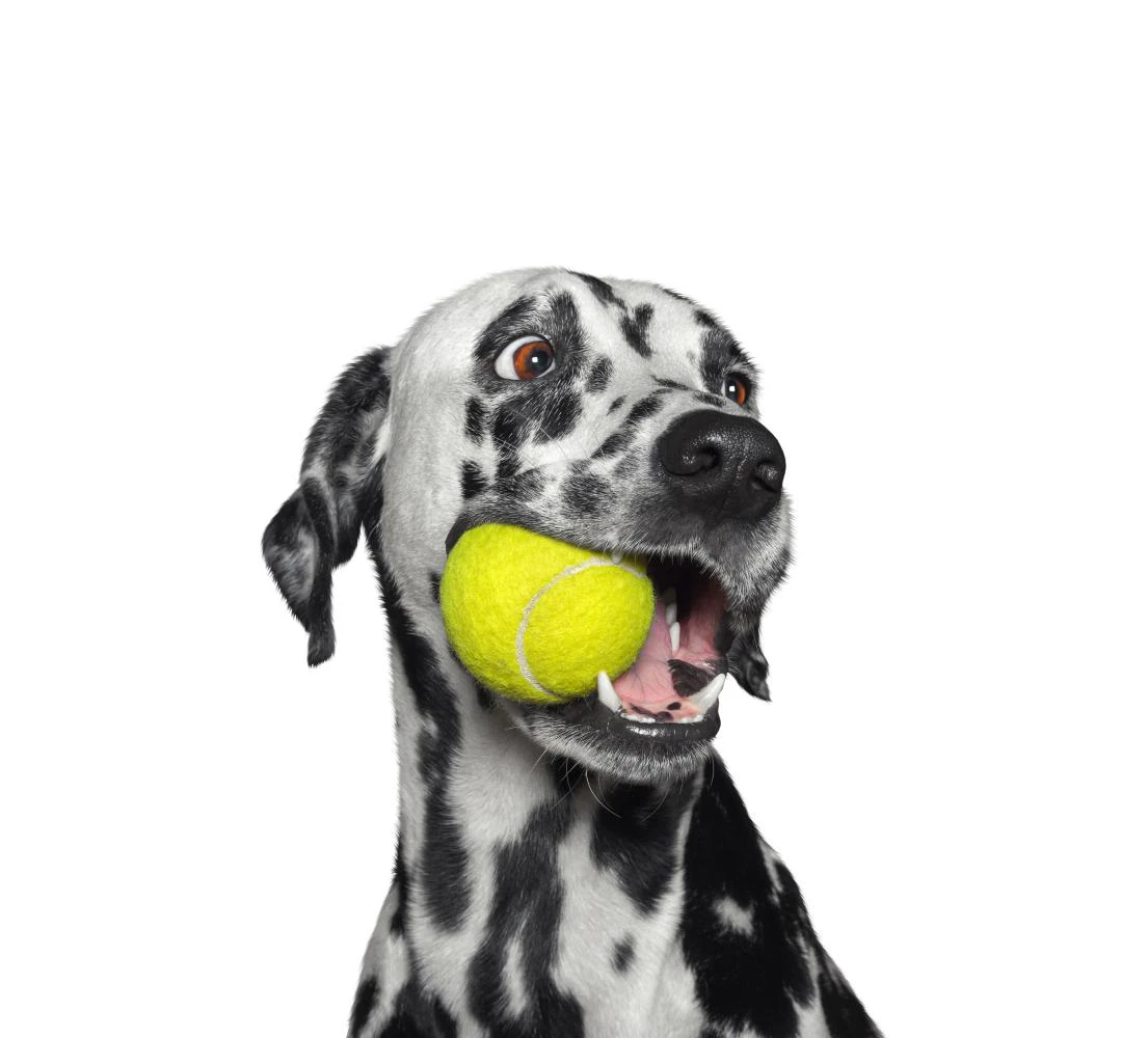 Dalmatiër speelt met tennisbal