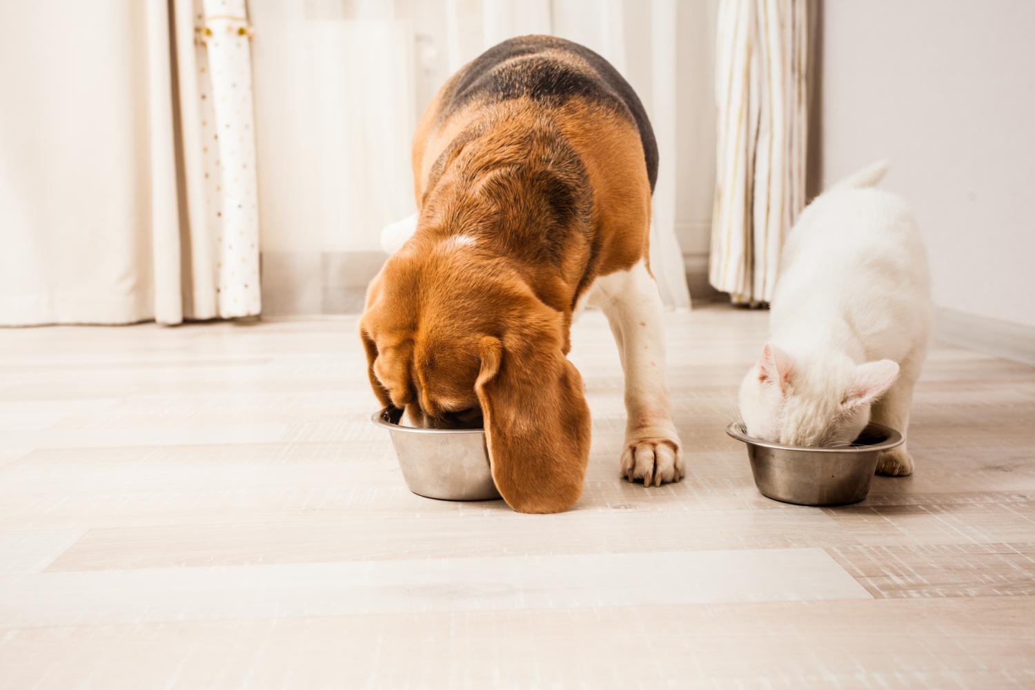 Kat en hond genieten van hun eten op het vaste uur van hun routine