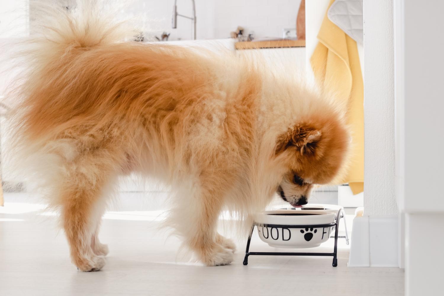 Petit chien mange dans sa gamelle, alimentation favorisant pelage brillant et moins de poils.