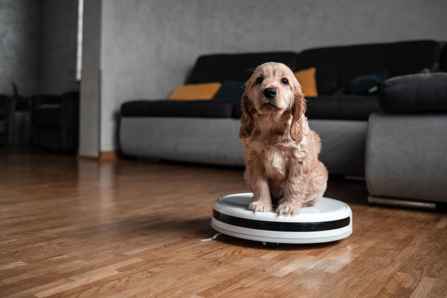 Petit chien sur aspirateur robot, maison propre et sans poils pour confort.