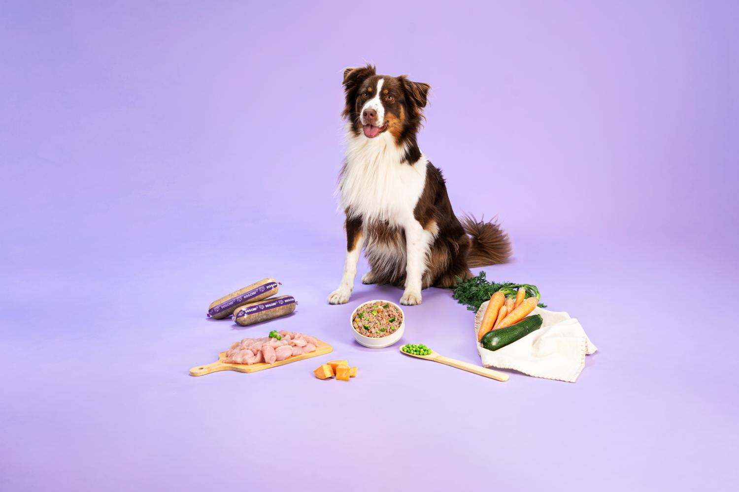 Chien prêt à savourer les repas fraîchement préparés de Dog Chef