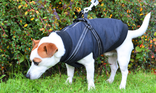 Hond met een regenjas