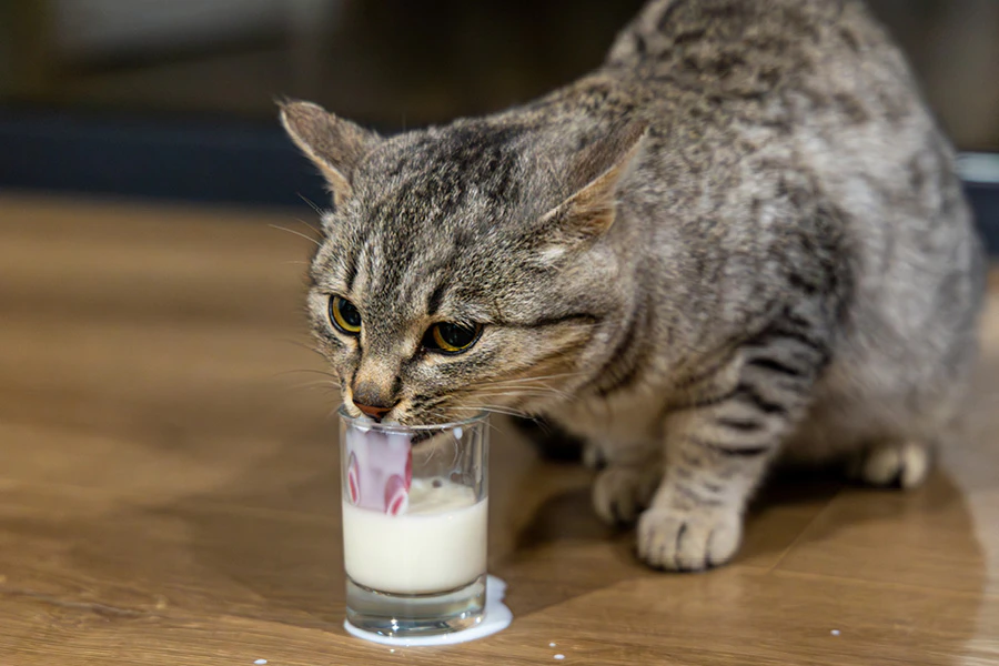 Hond eet een ijsje op basis van fruit