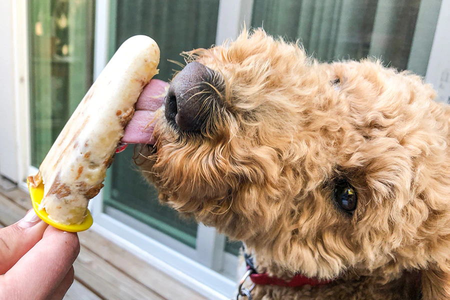 Hond eet een ijsje op basis van fruit