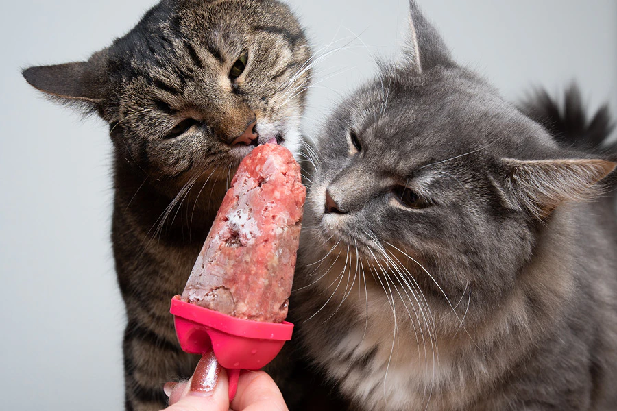 Hond eet een ijsje op basis van fruit