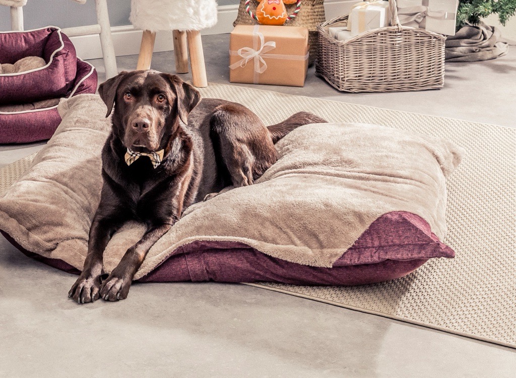 De hond van Emilie is klaar voor ontspannen feestdagen