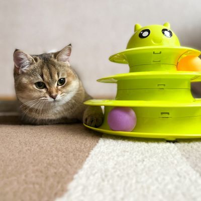 Speelgoedcircuit voor katten