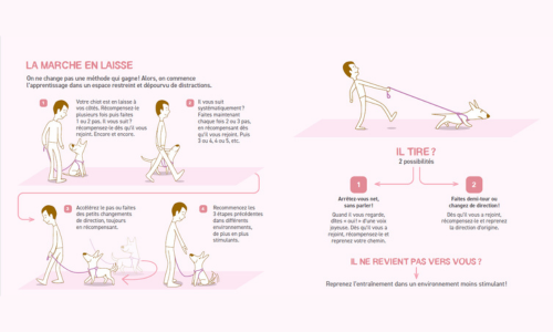 Les commandes pour promener avec un chien