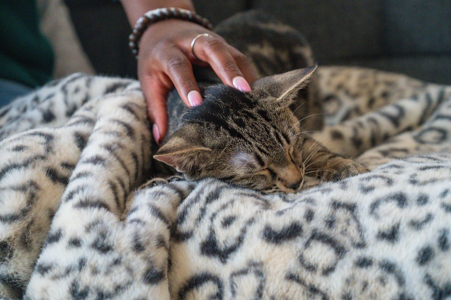 Chat dormant sur un endroit surélevé, calme et chaleureux