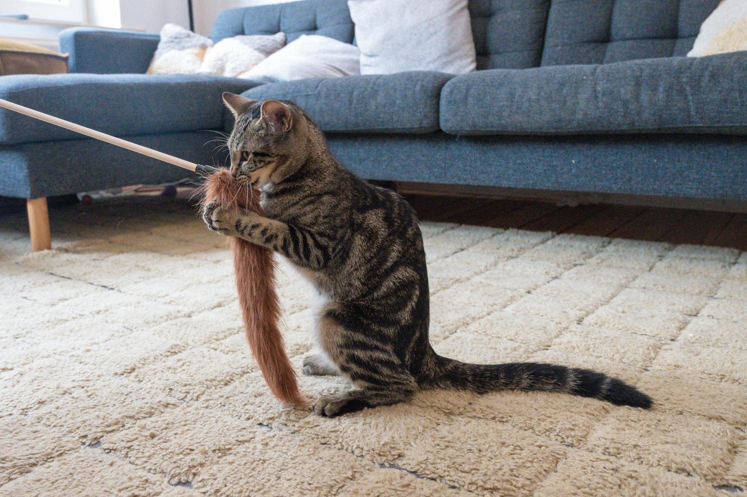 Chat jouant avec son propriétaire pour rester actif pendant la fraîche saison d’automne