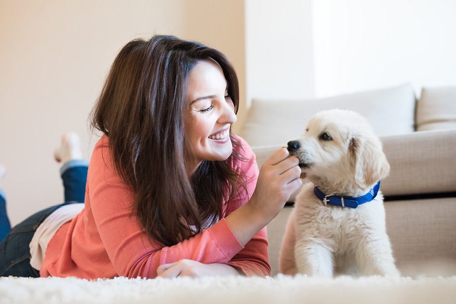 Hoe puppy verwelkomen?