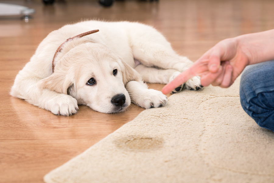 Zindelijkheidtraining voor puppies