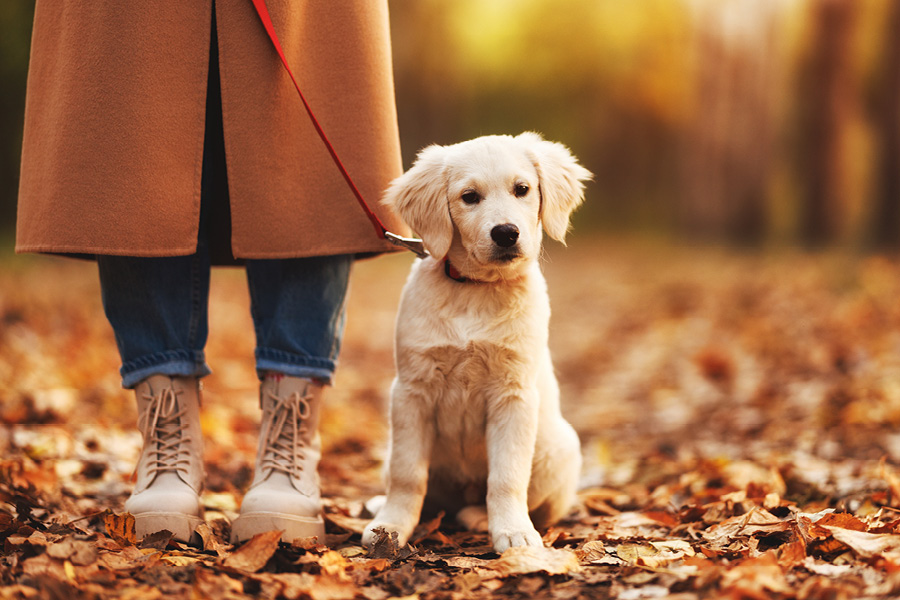 Hoe lang wandelen met mijn puppy?