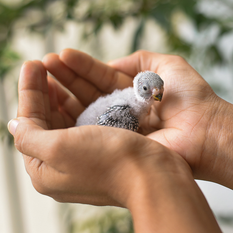 Oisillon nourri avec NutriBird aliment d’élevage à la main pour un départ sûr.