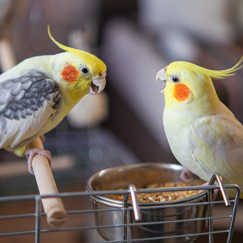 Oiseaux de compagnie près de leur gamelle, prêts pour le repas.