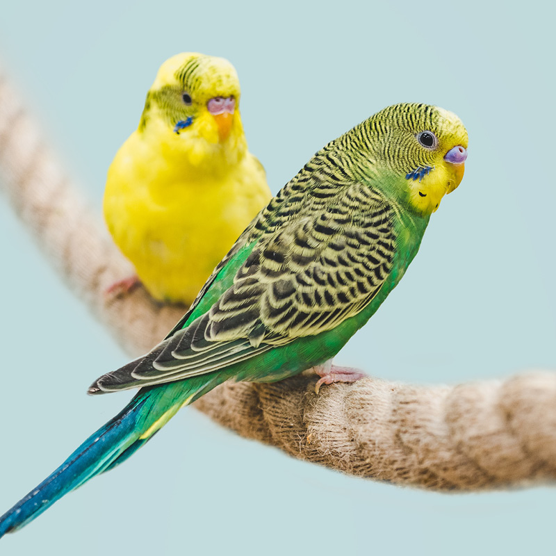 Deux oiseaux de compagnie sur une corde, choisissant la bonne nourriture
