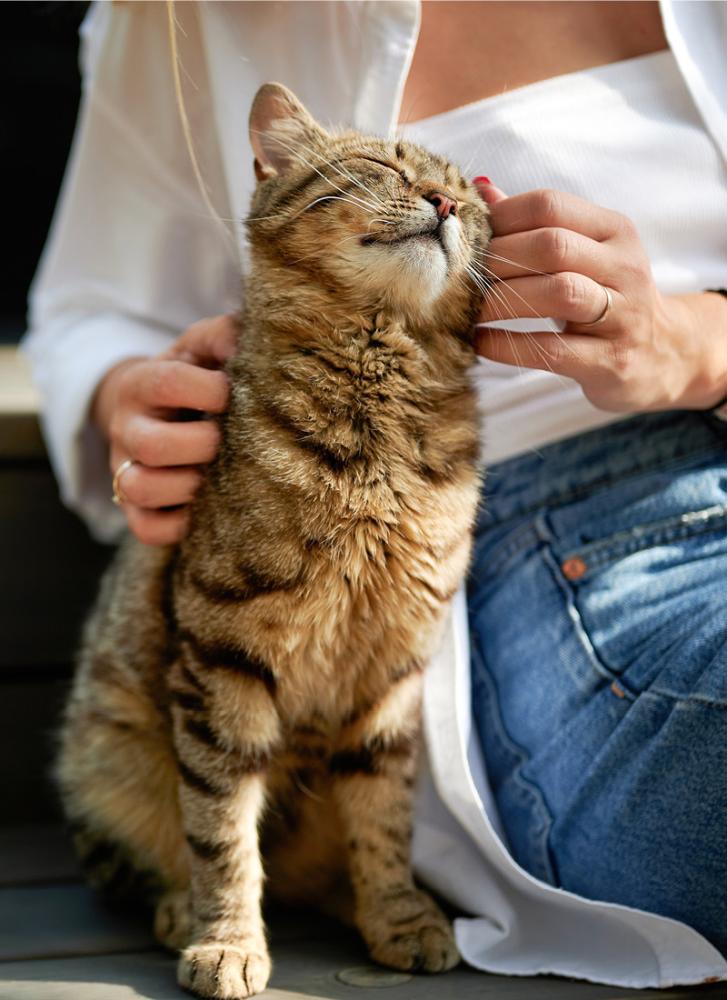 Poes geniet met gesloten ogen van aaitjes, benadrukt het belang van een match tussen kattengedrag en baasje.