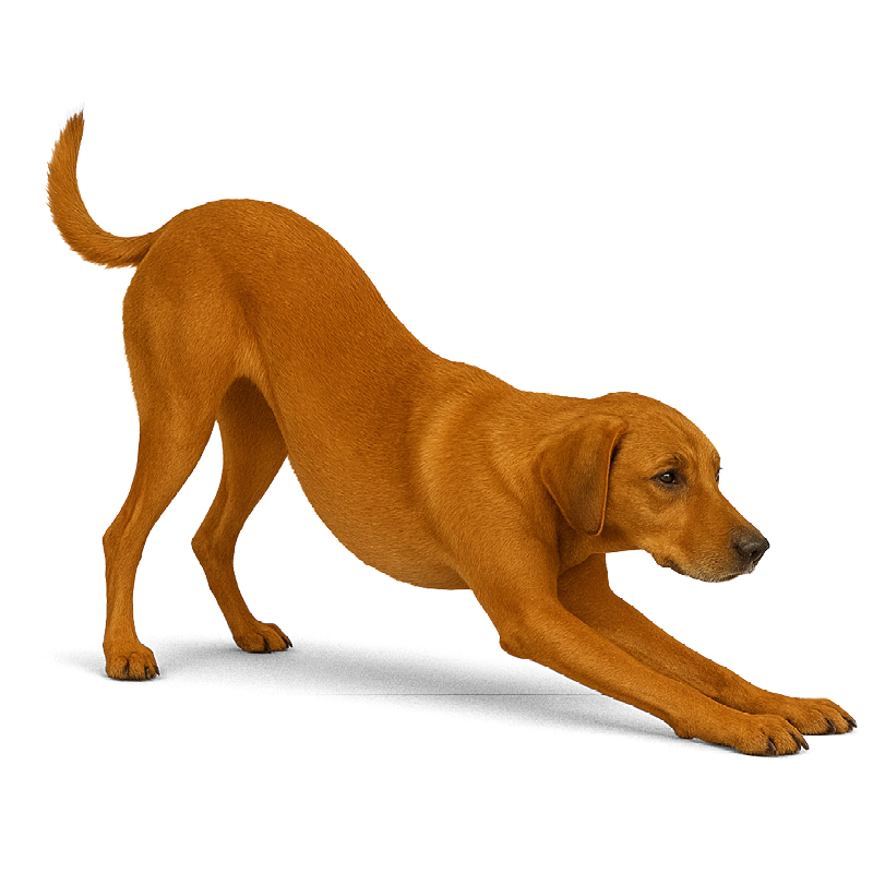 position de prière chez un chien