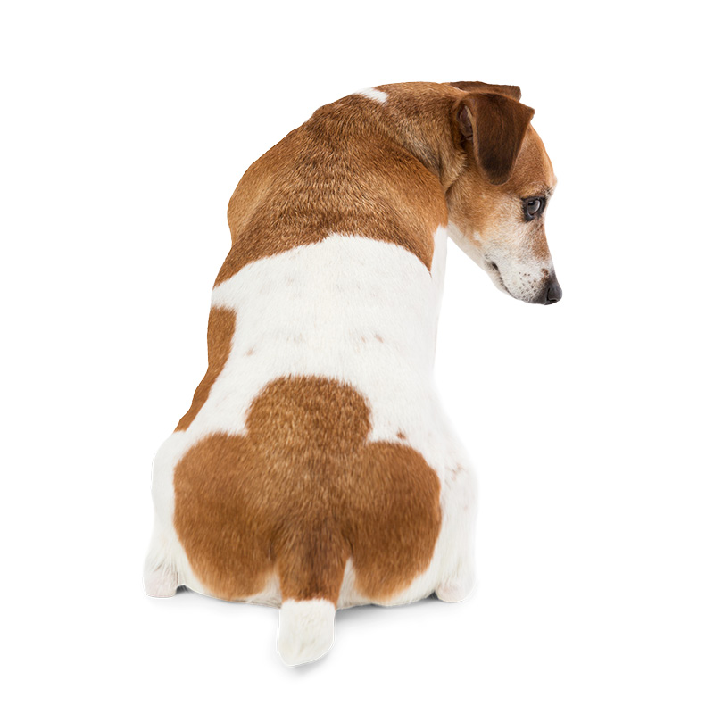 Chien présentant un comportement anormal dû à la douleur