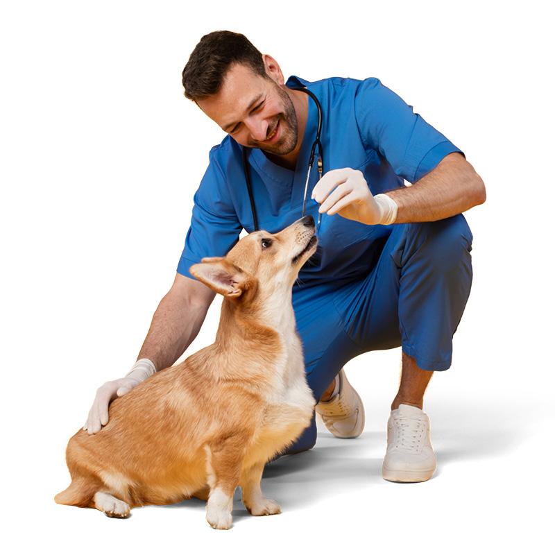 Le vétérinaire examine un chien afin de détecter une éventuelle douleur